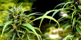 കഞ്ചാവ് വളർത്തൽ; ഭരണകുടുംബാംഗത്തിനും പ്രവാസി കൂട്ടാളിക്കും ജീവപര്യന്തം