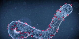 റുവാണ്ടയെ ഭീതിയിലാഴ്ത്തി മാര്ബര്ഗ് വൈറസ്