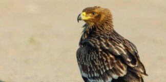 കഴുകൻ വംശനാശ ഭീഷണിയിലാണെന്ന് കുവൈത്ത് എൺവയോൺമെന്റ് ലെൻസ് ടീം