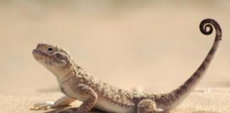 കുവൈത്തിൽ രേഖപ്പെടുത്തിയിട്ടുള്ള ജീവജാലങ്ങളുടെ എണ്ണം 2000 കവിഞ്ഞു