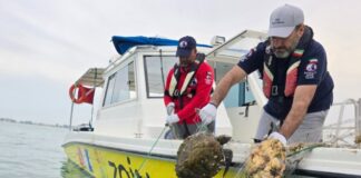 അപൂർവമായ ഹോക്സ്ബിൽ കടലാമയെ രക്ഷിച്ച് ഡൈവിംഗ് ടീം